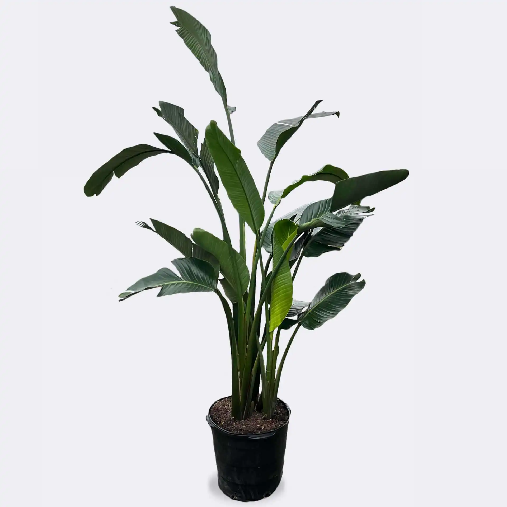 White Bird of Paradise