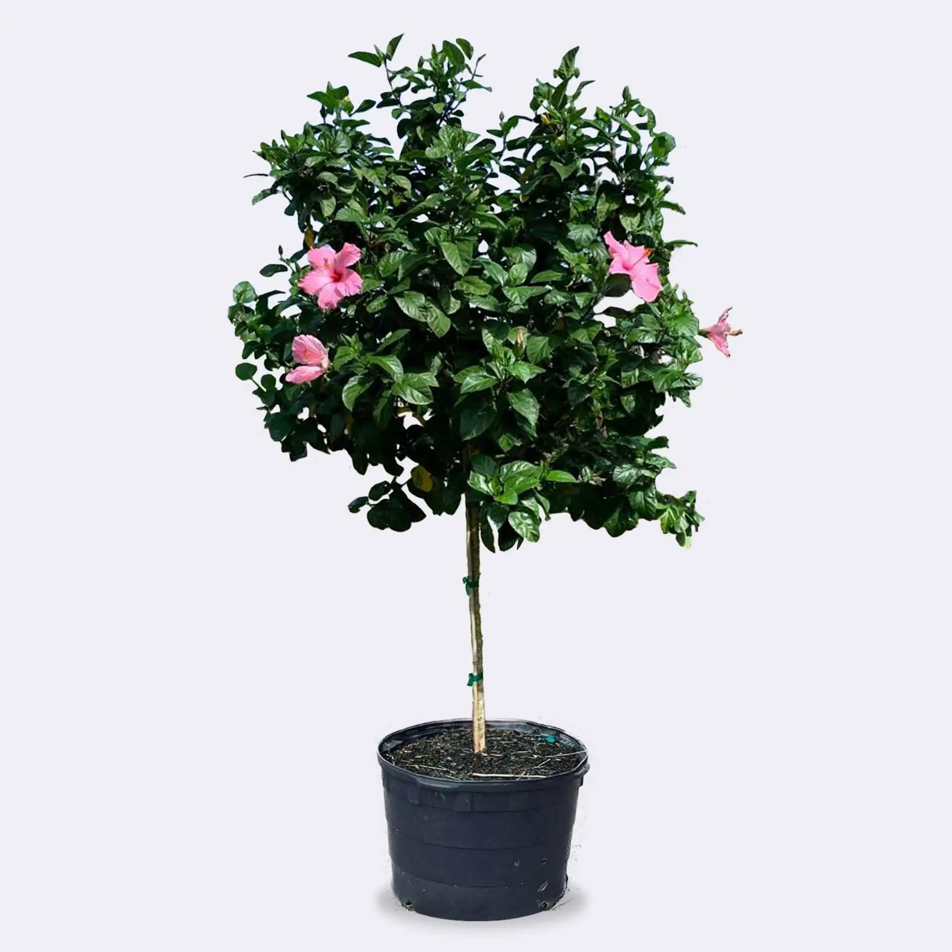 Tibuchina Purple Glory Tree