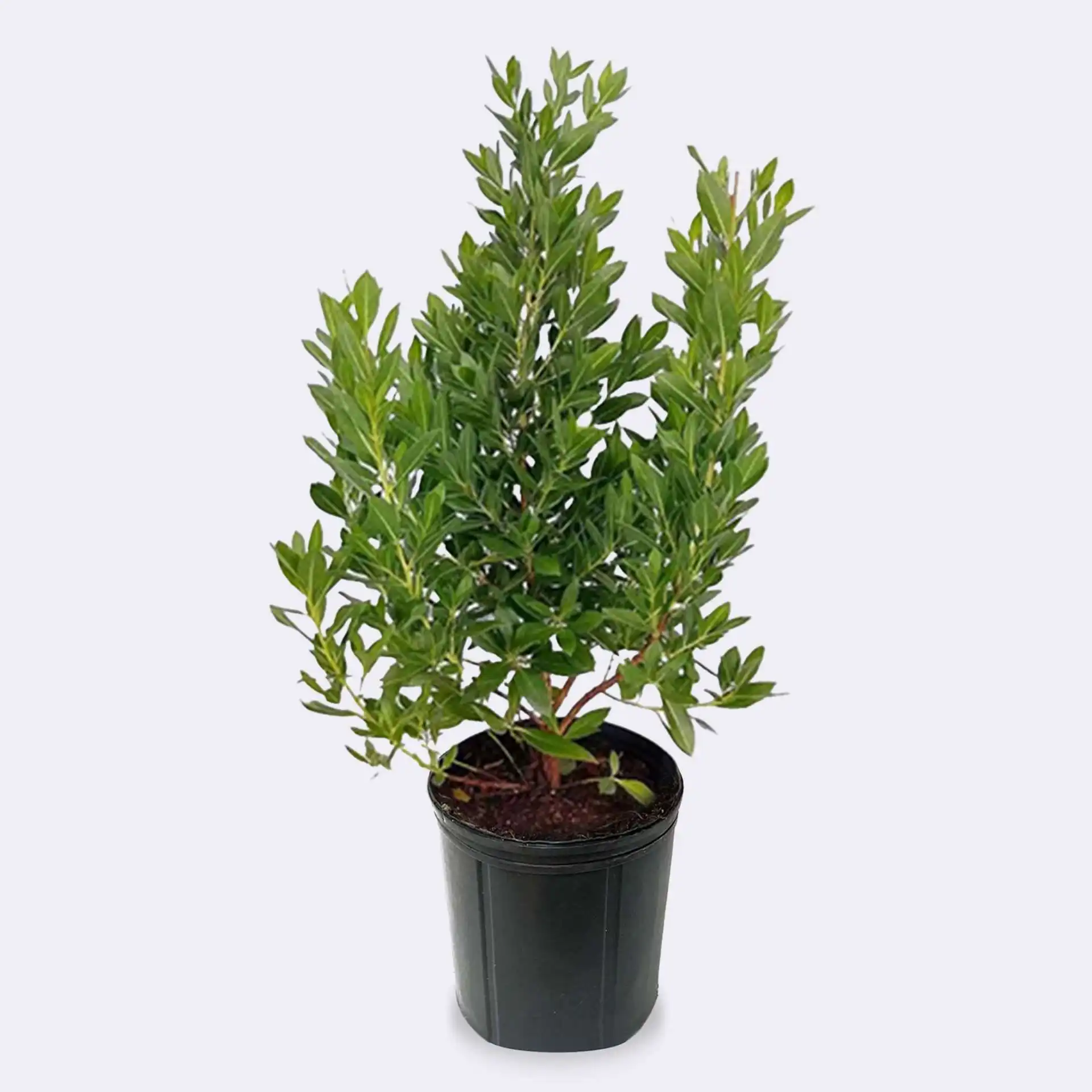 Wax Myrtle