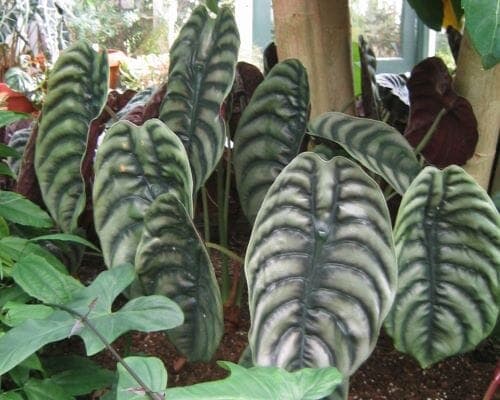 Alocasia Black Elephant Ear