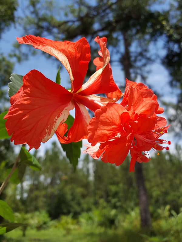 Dipladenia Madina Pink