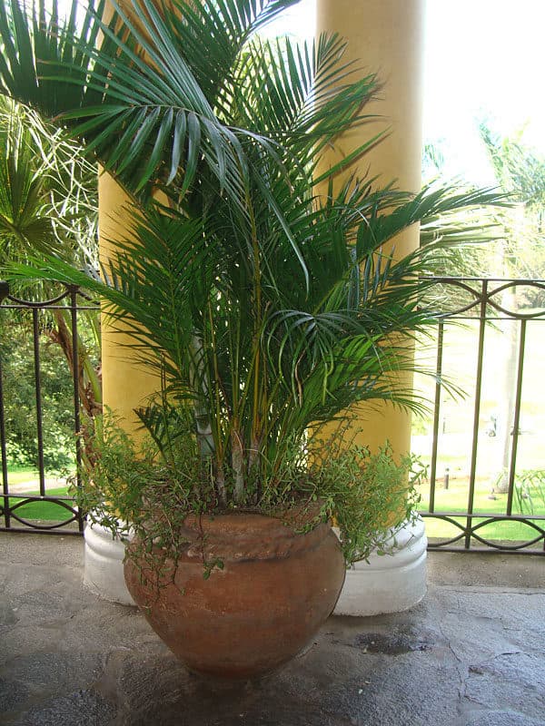 Areca Palm
