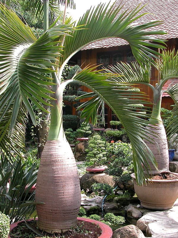 Bottle Palm