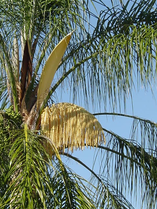 Coconut Palm