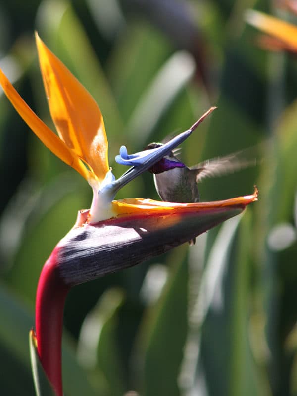 Alocasia Black Elephant Ear