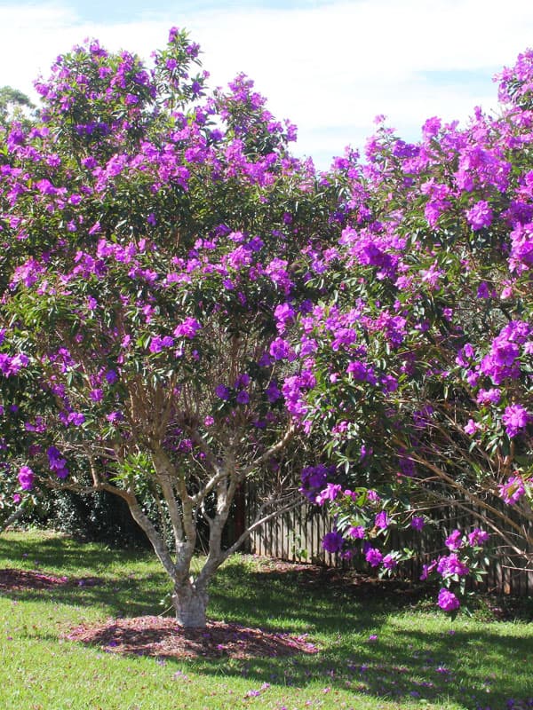 Crape Myrtle