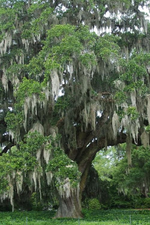 Live Oak Tree