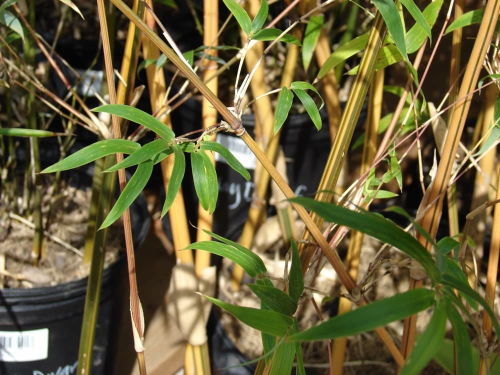 Bamboo Graceful