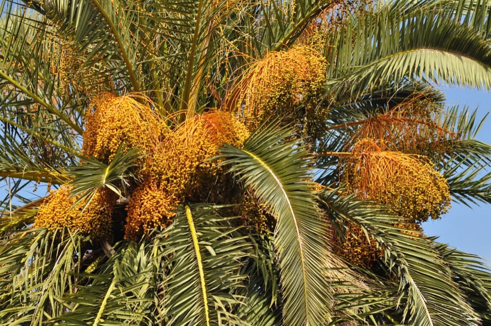 Canary Island Date Palm