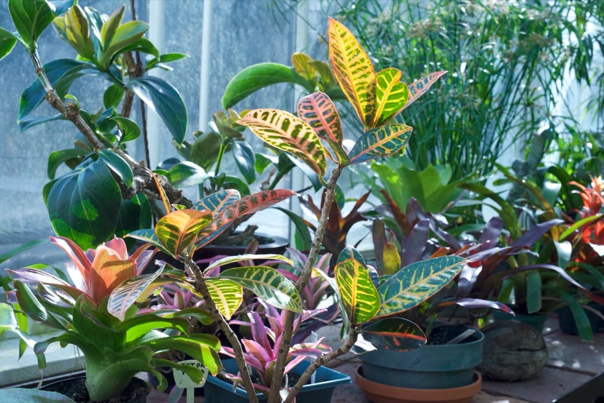 Croton Petra
