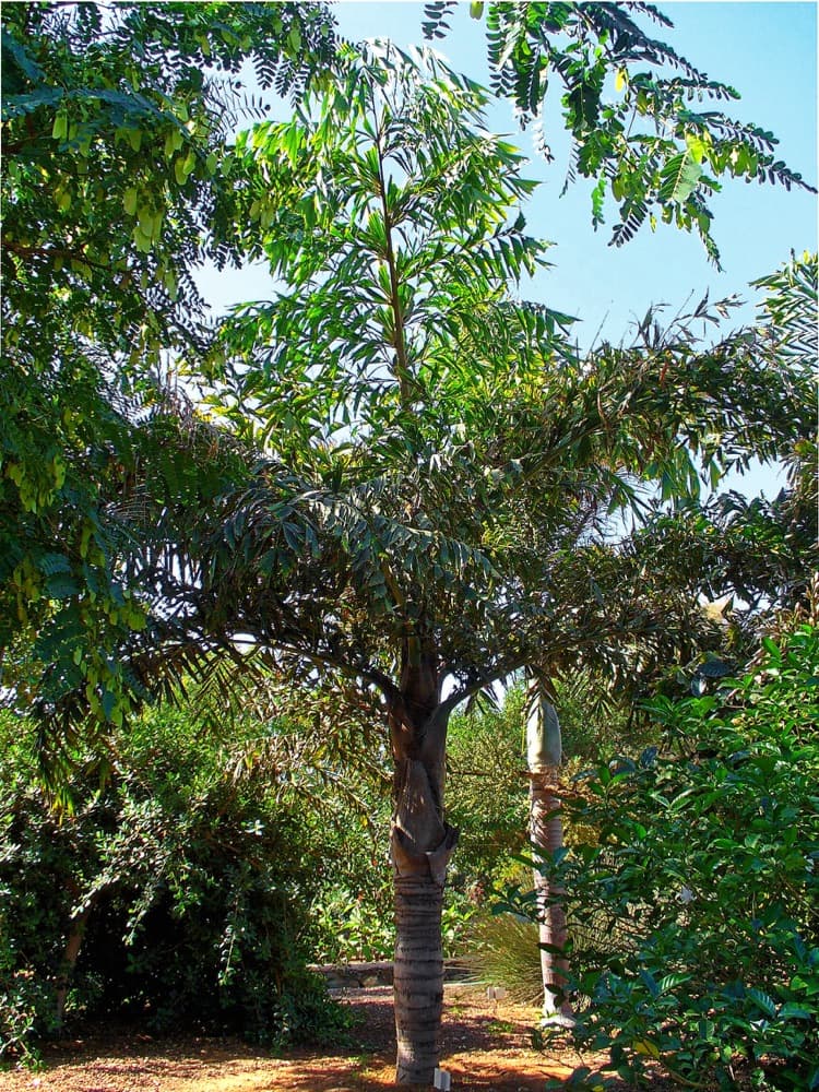 Fishtail Palm