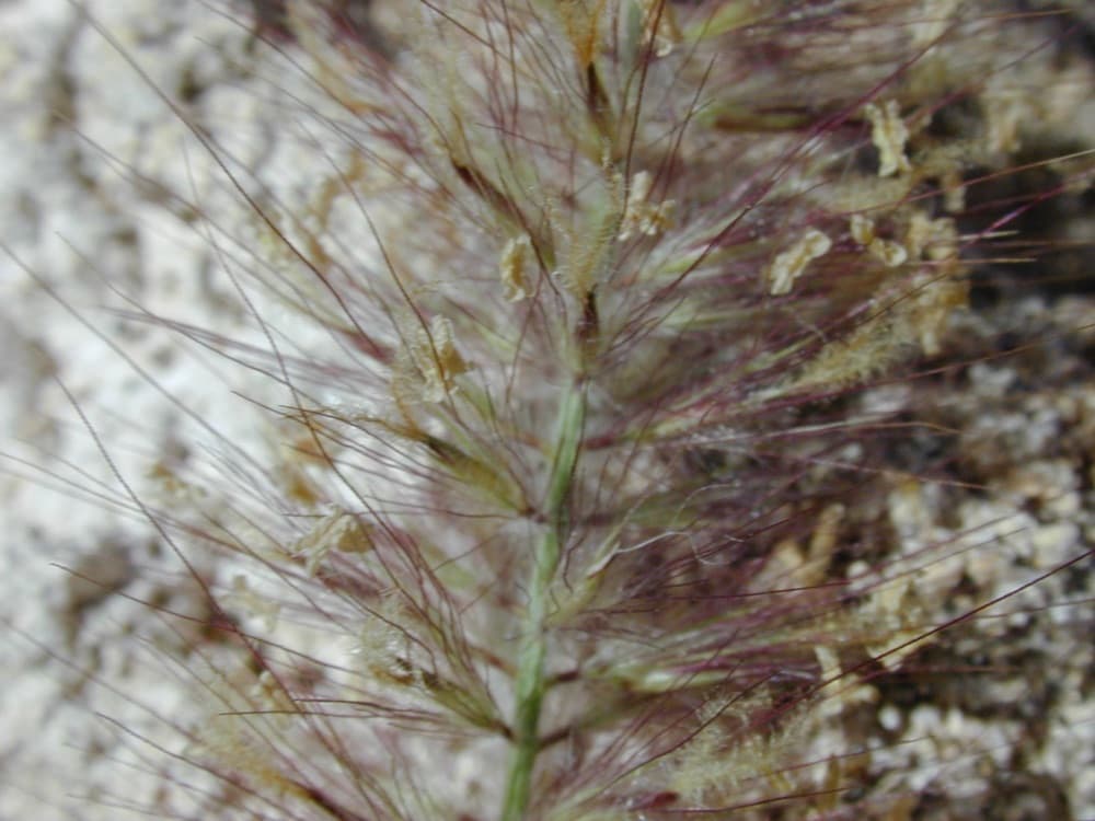 Red Fountain Grass