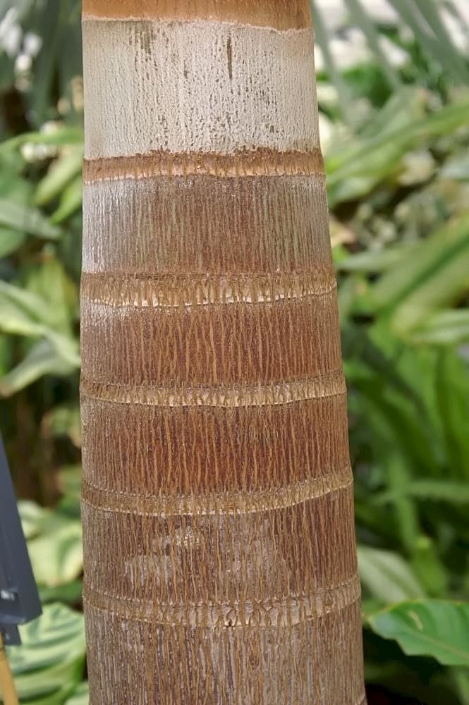 Foxtail Palm Triple