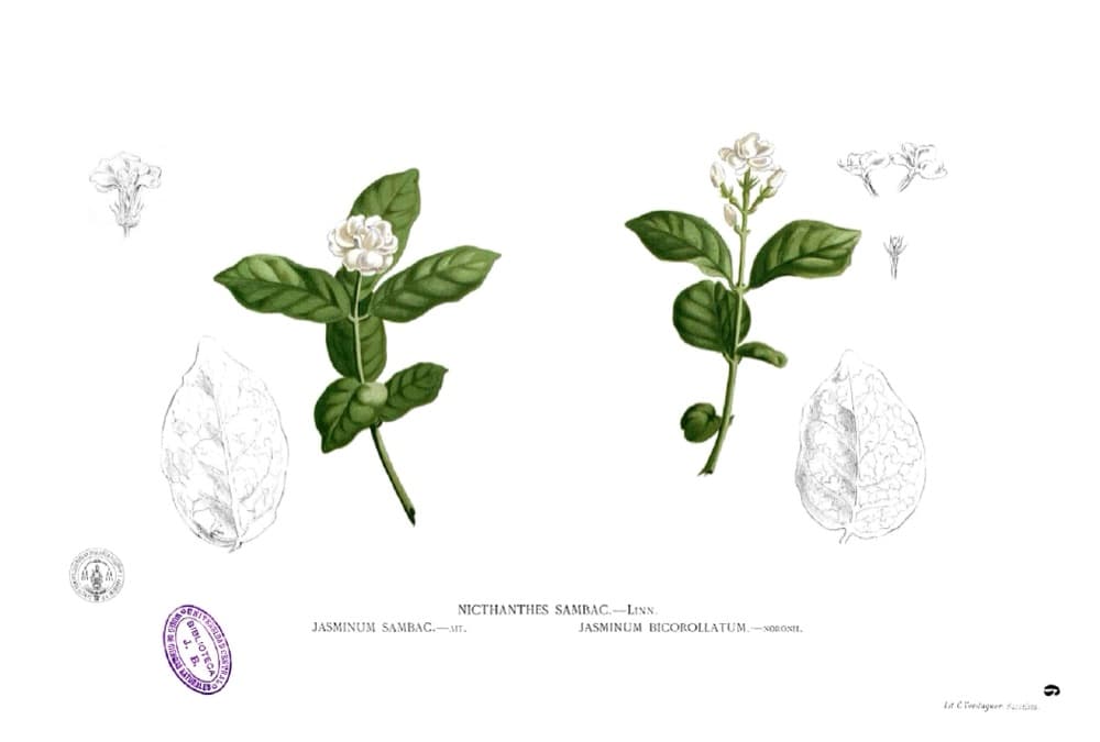 Jasmine Wax