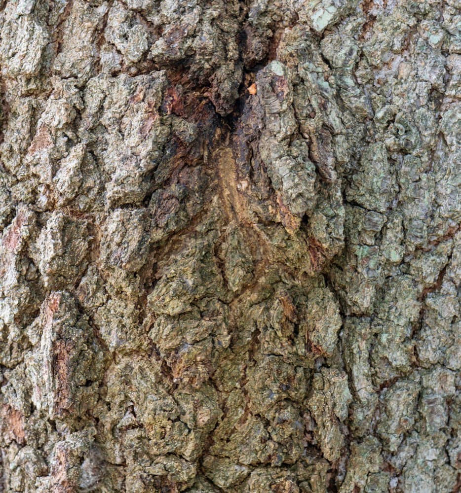 Red Maple Florida Flame
