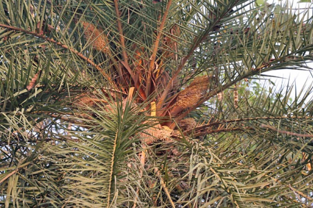 Sylvester Palm