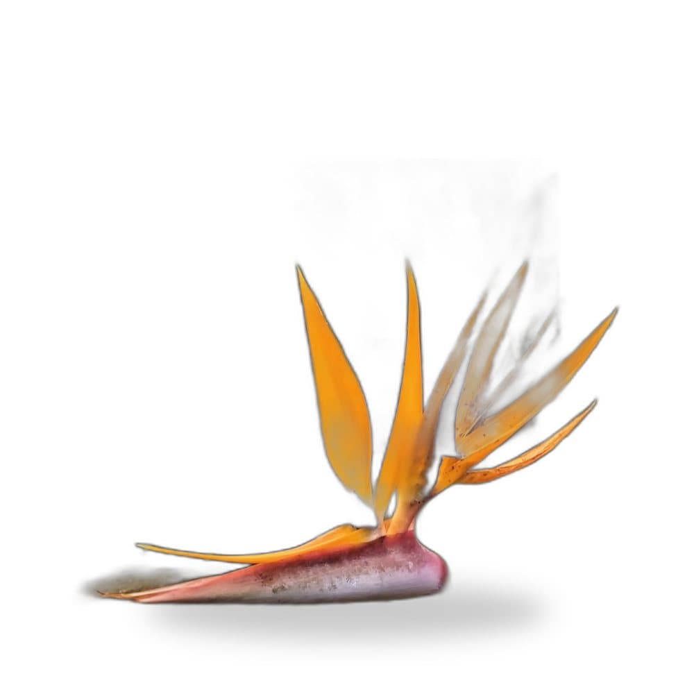 White Bird of Paradise