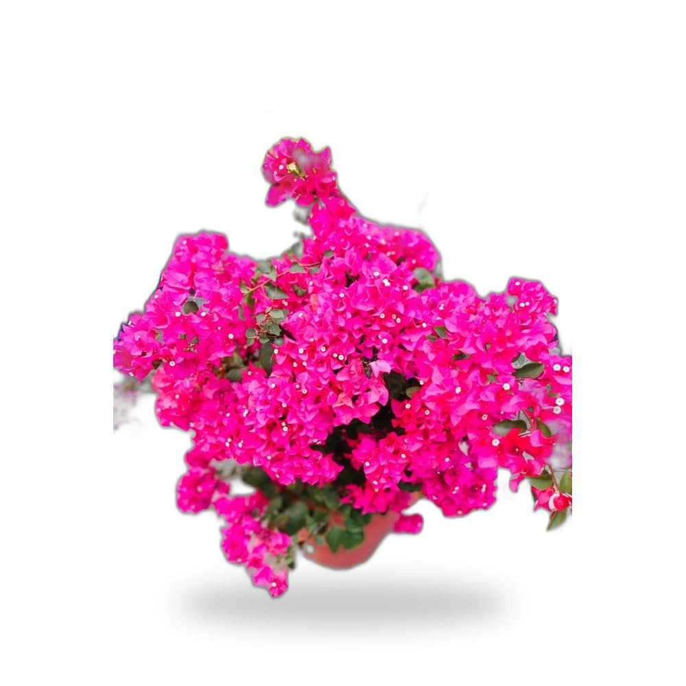 Bougainvillea Purple Bush