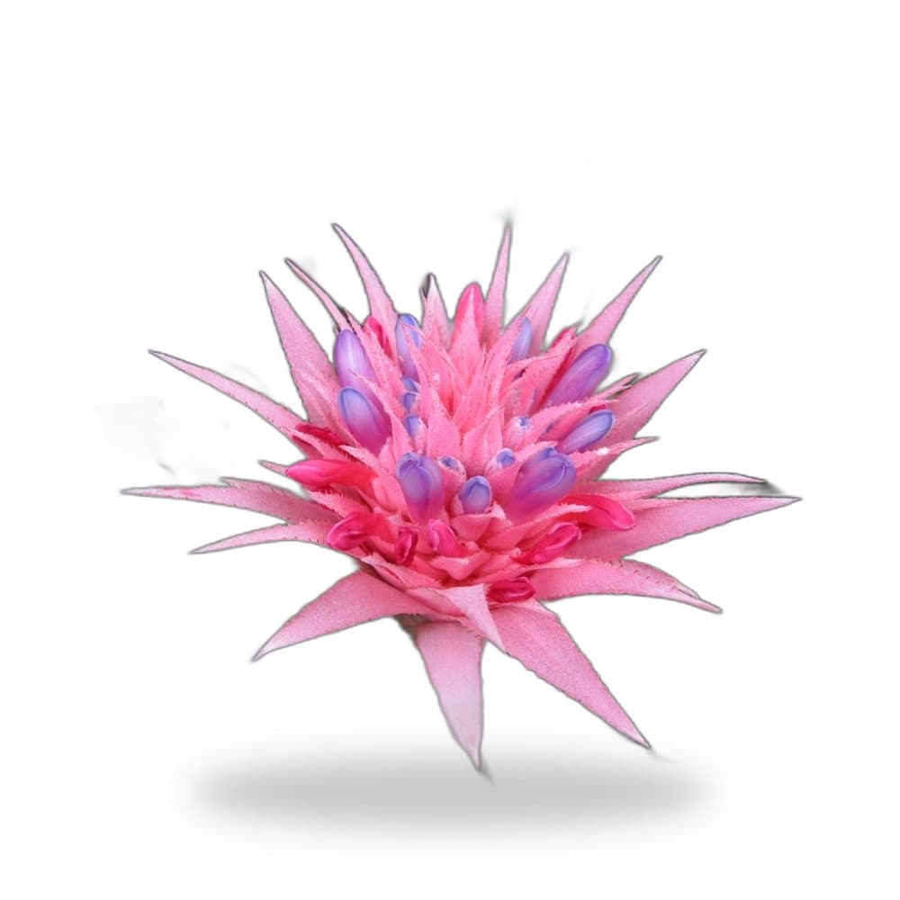 Bromeliad Splendor