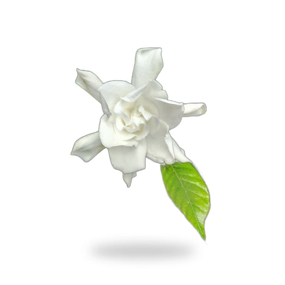 Gardenia Bush