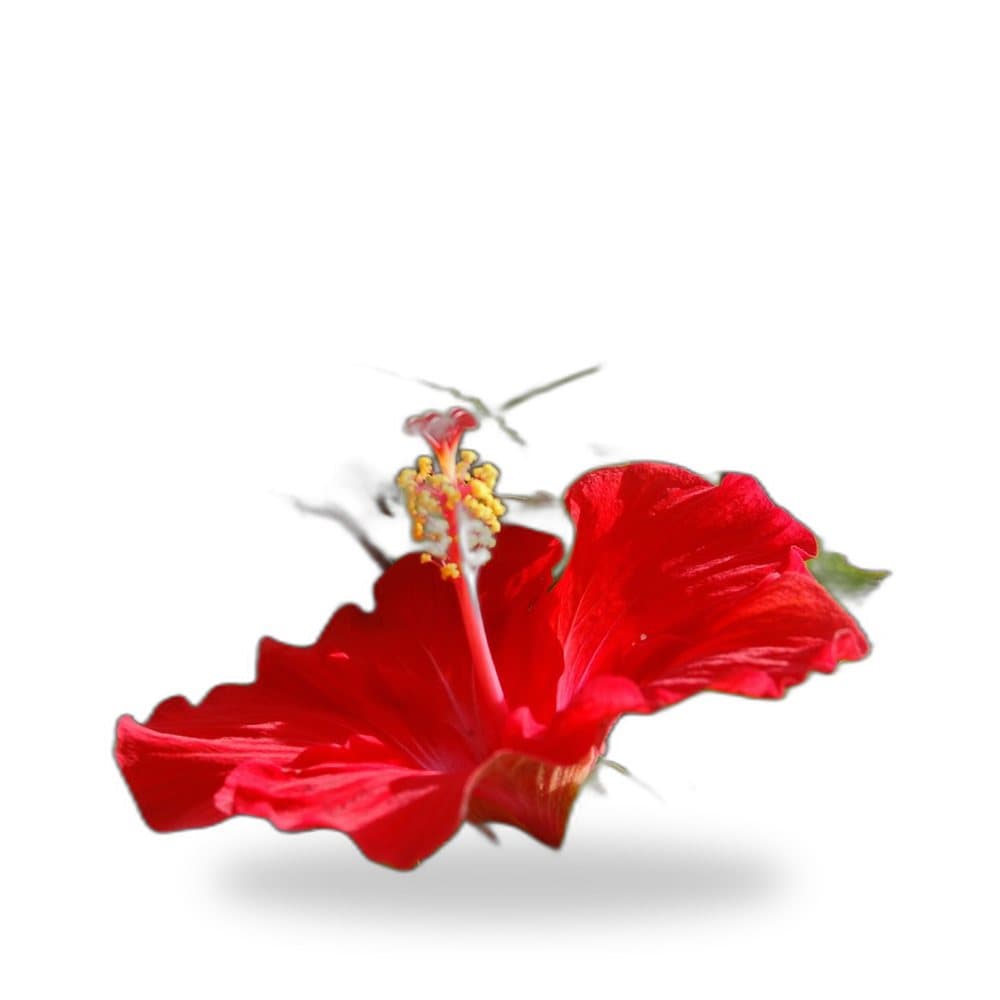 Hibiscus Double Red
