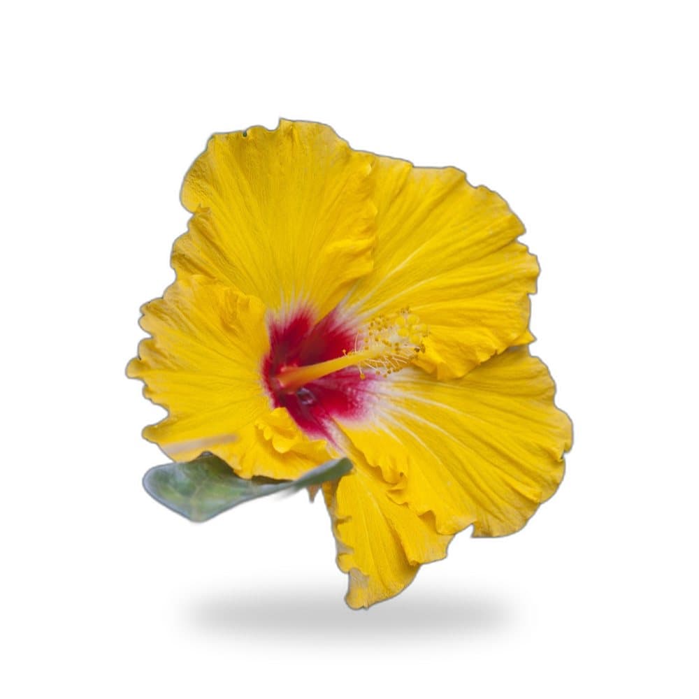 Hibiscus