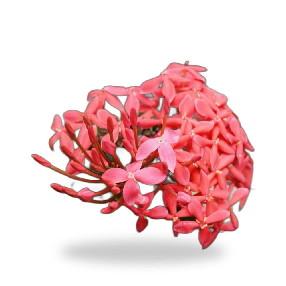 Ixora Maui
