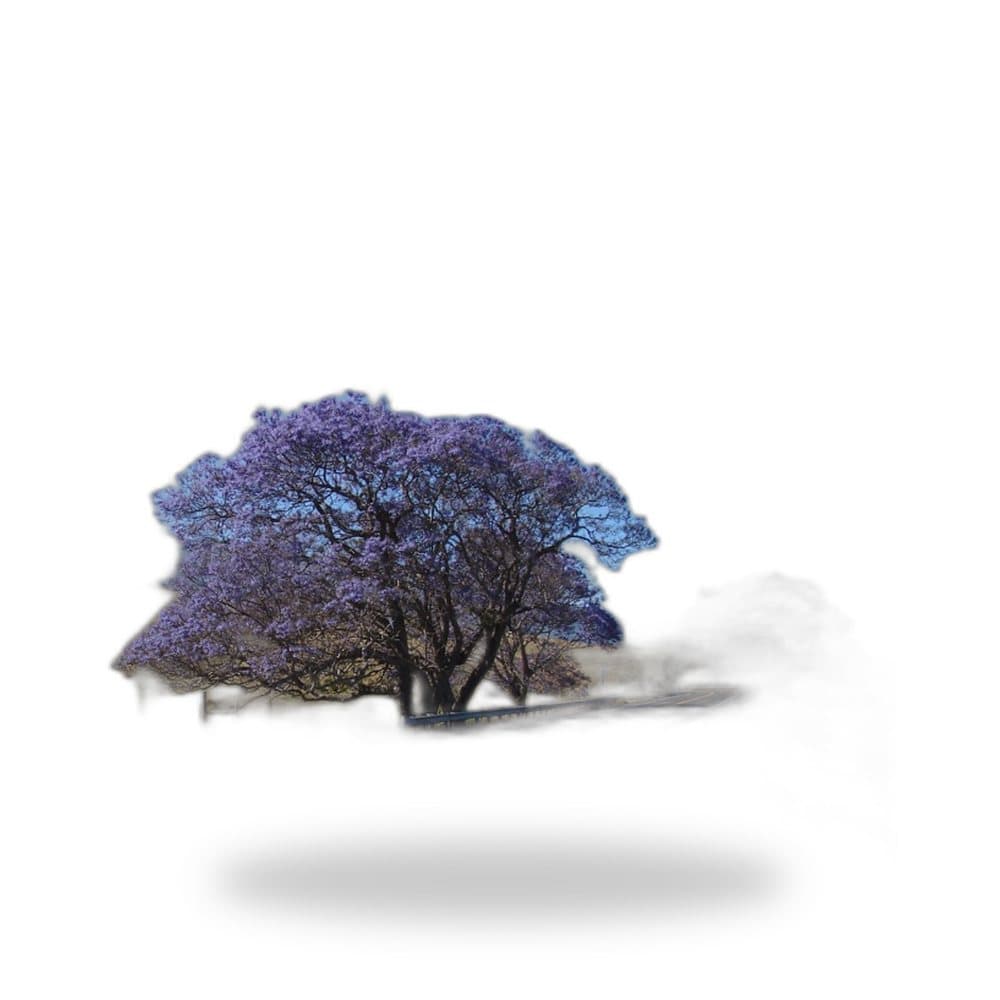 Jacaranda Tree