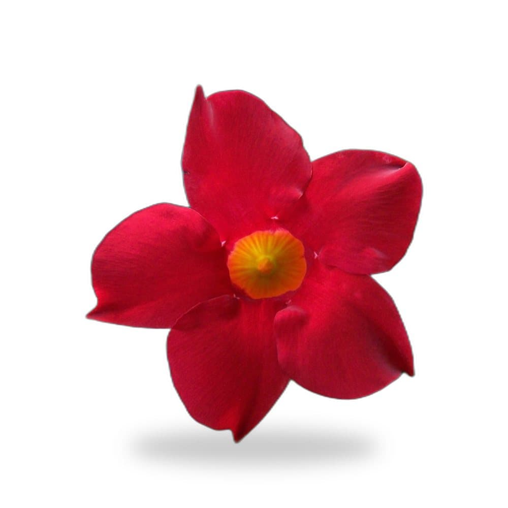 Dipladenia Madina Pink