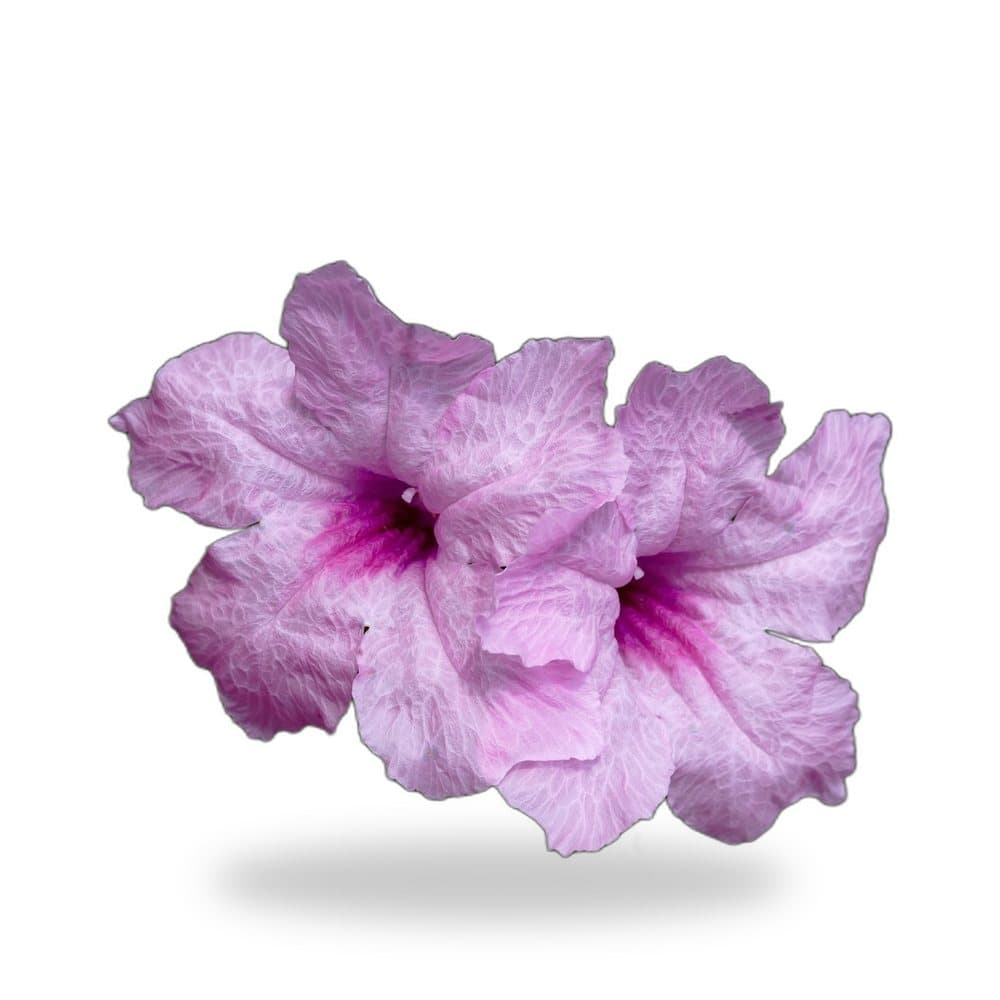 Ruellia