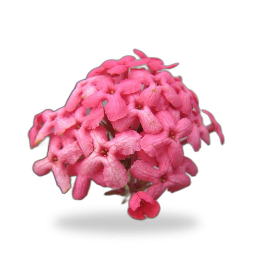 Panama Rose