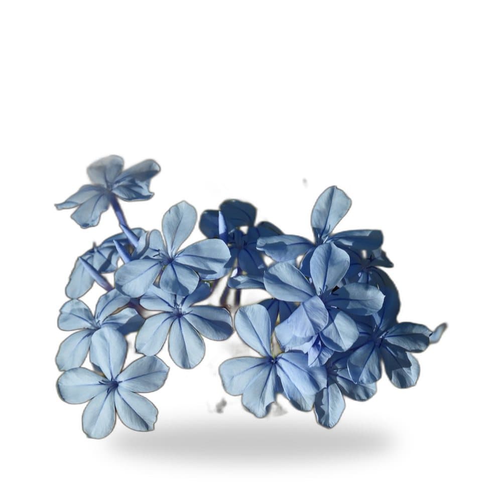 White Plumbago