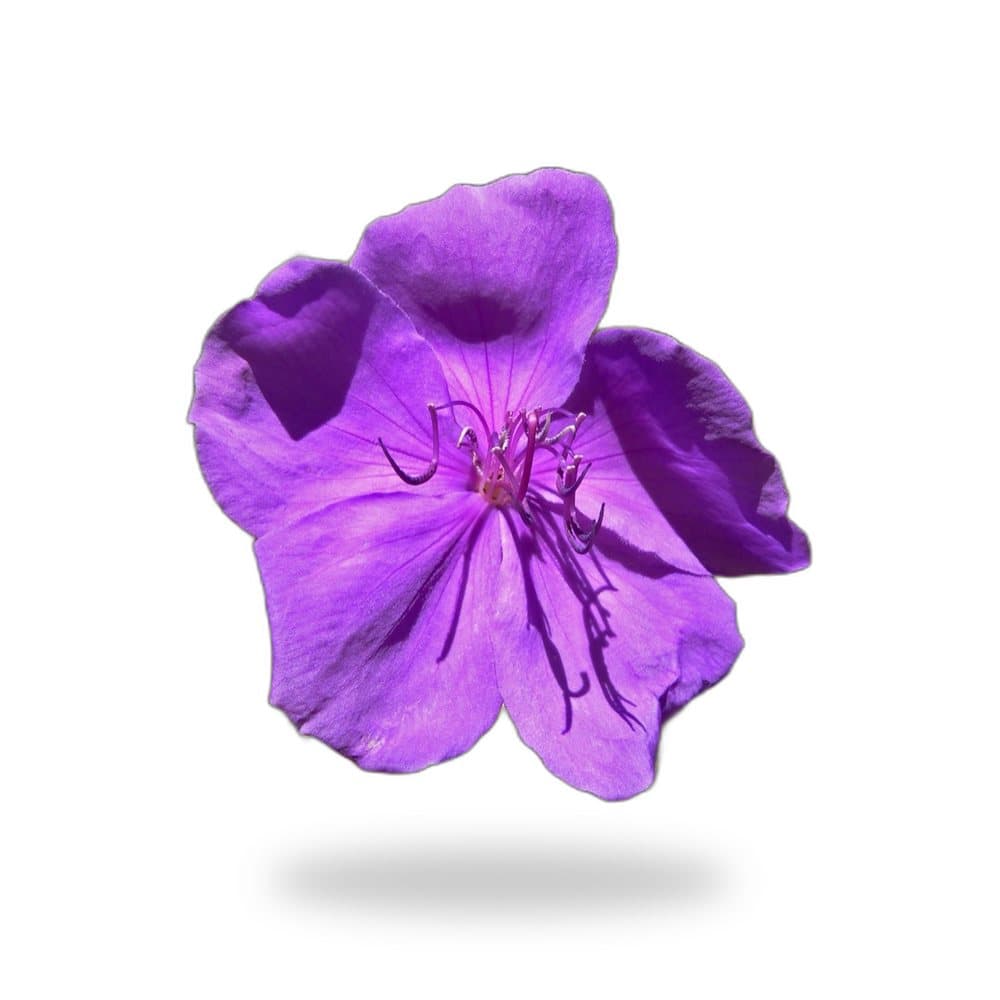Tibuchina Purple Glory Tree