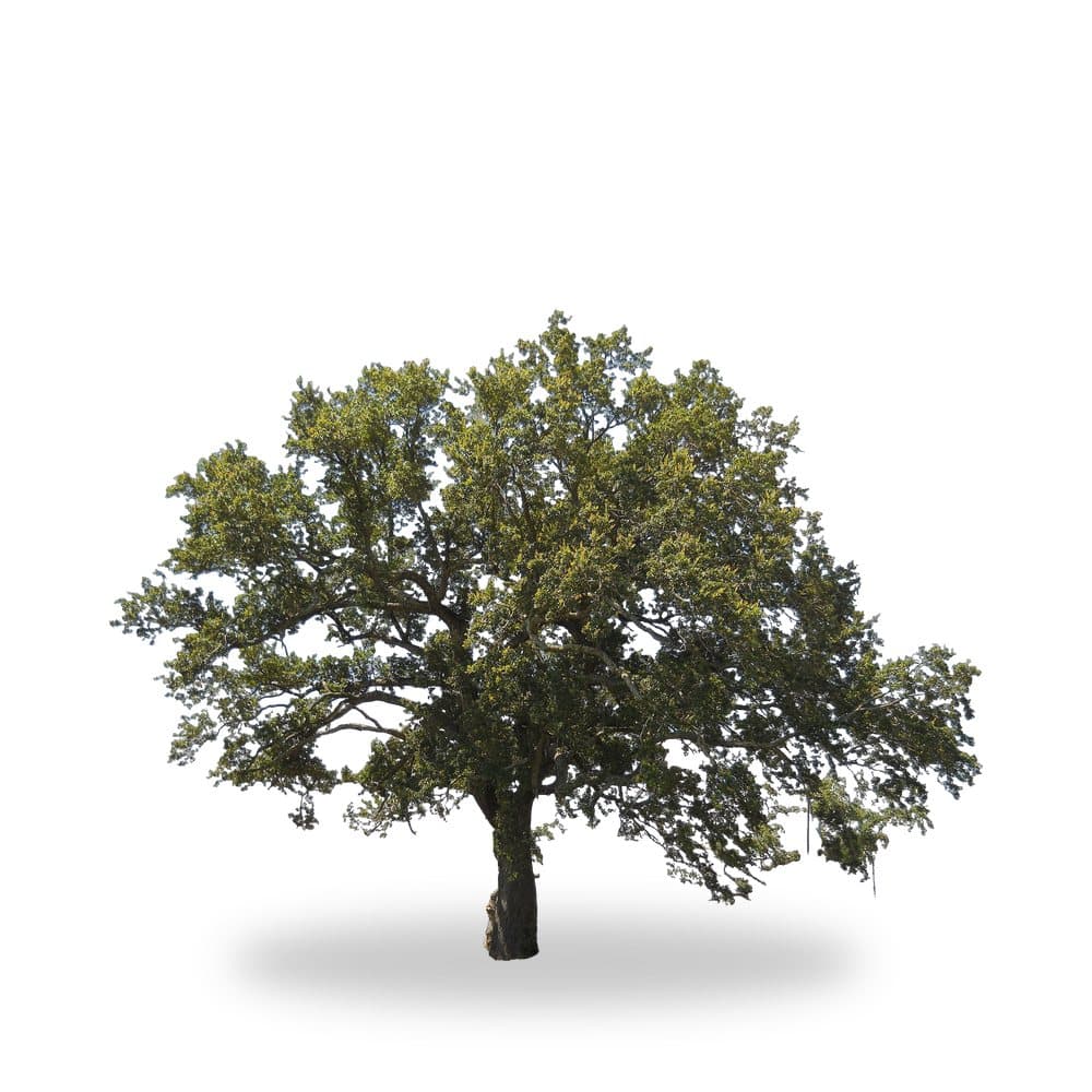 Live Oak Tree