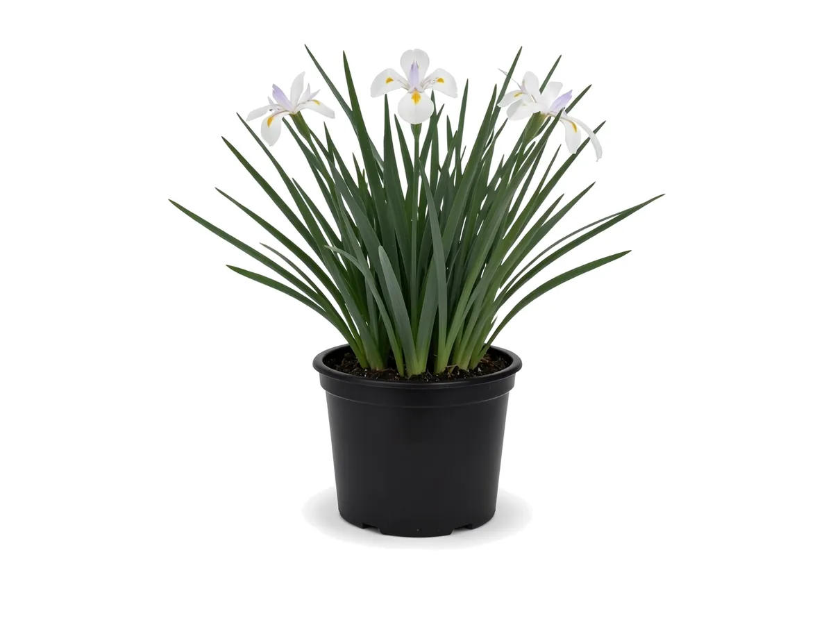 African Iris