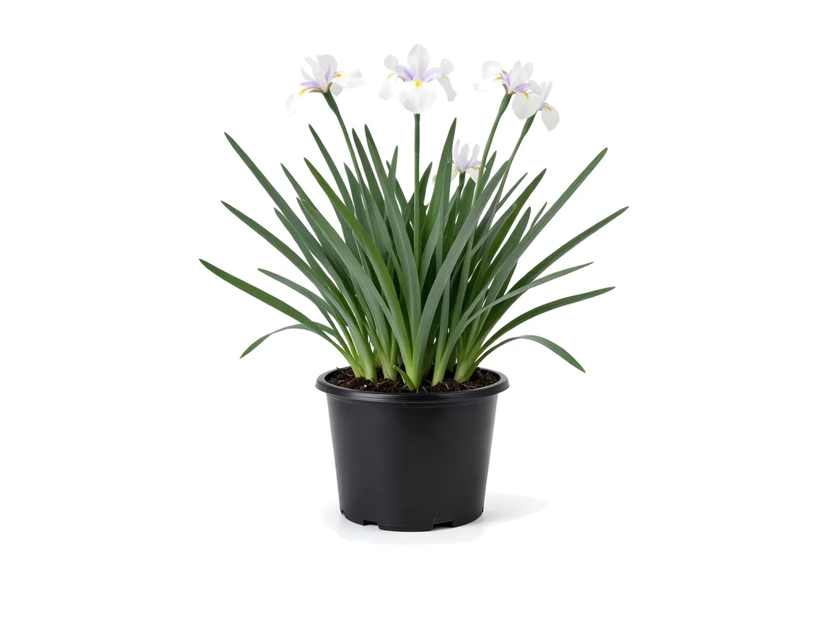 African Iris