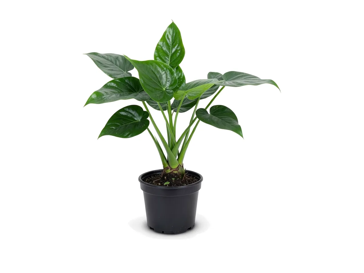 Alocasia Dwarf