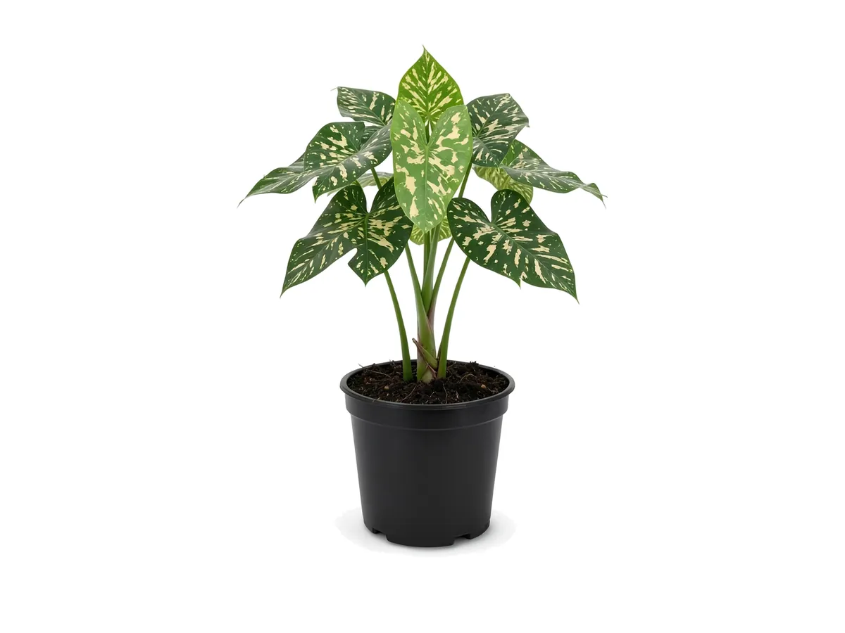 Alocasia Hilo Beauty