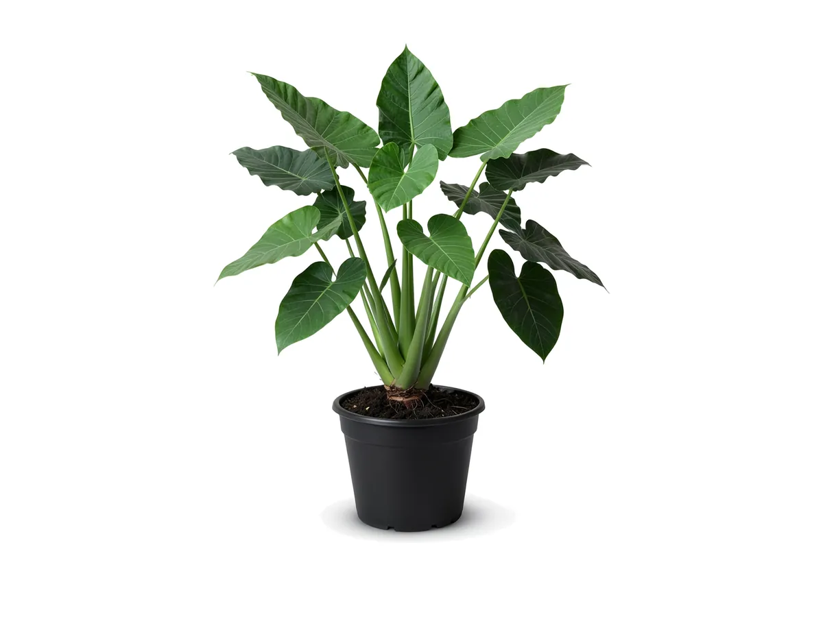 Alocasia Odora