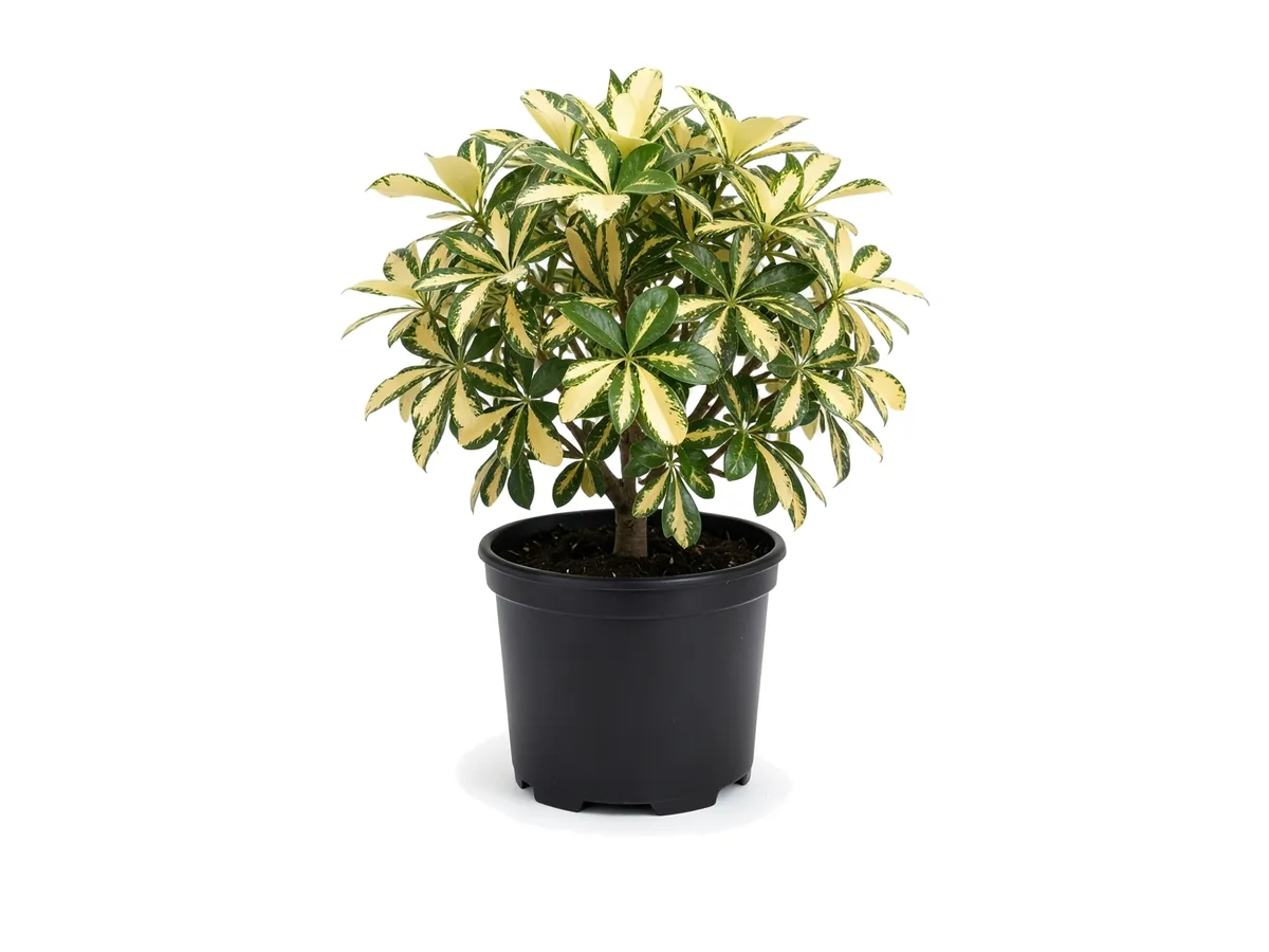 Arboricola Trinette