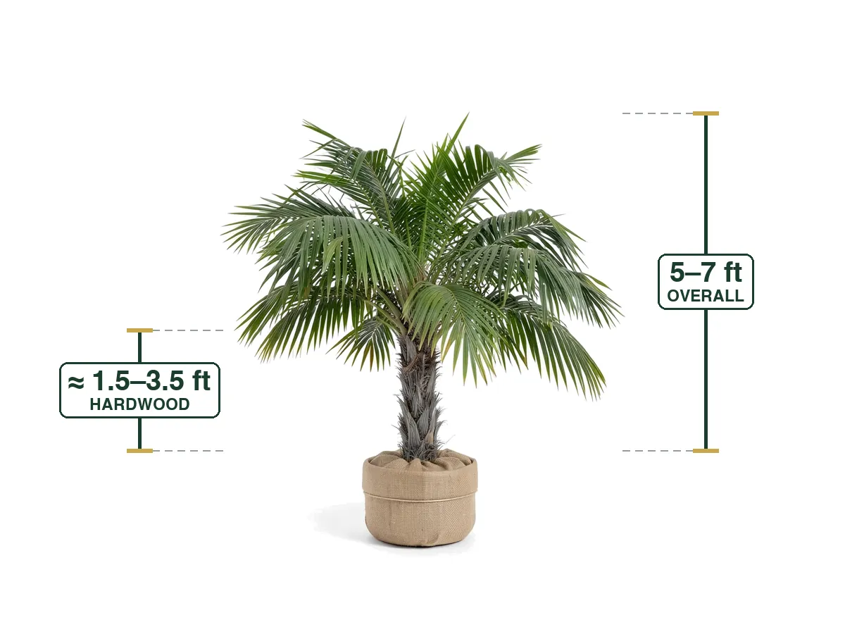 Arikury Palm