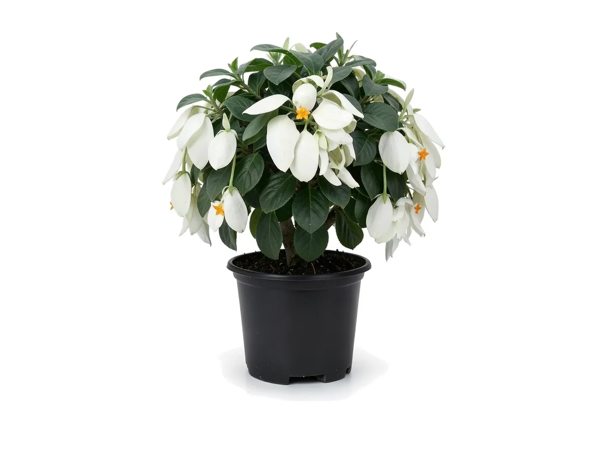 Asian Snow (Mussaenda)
