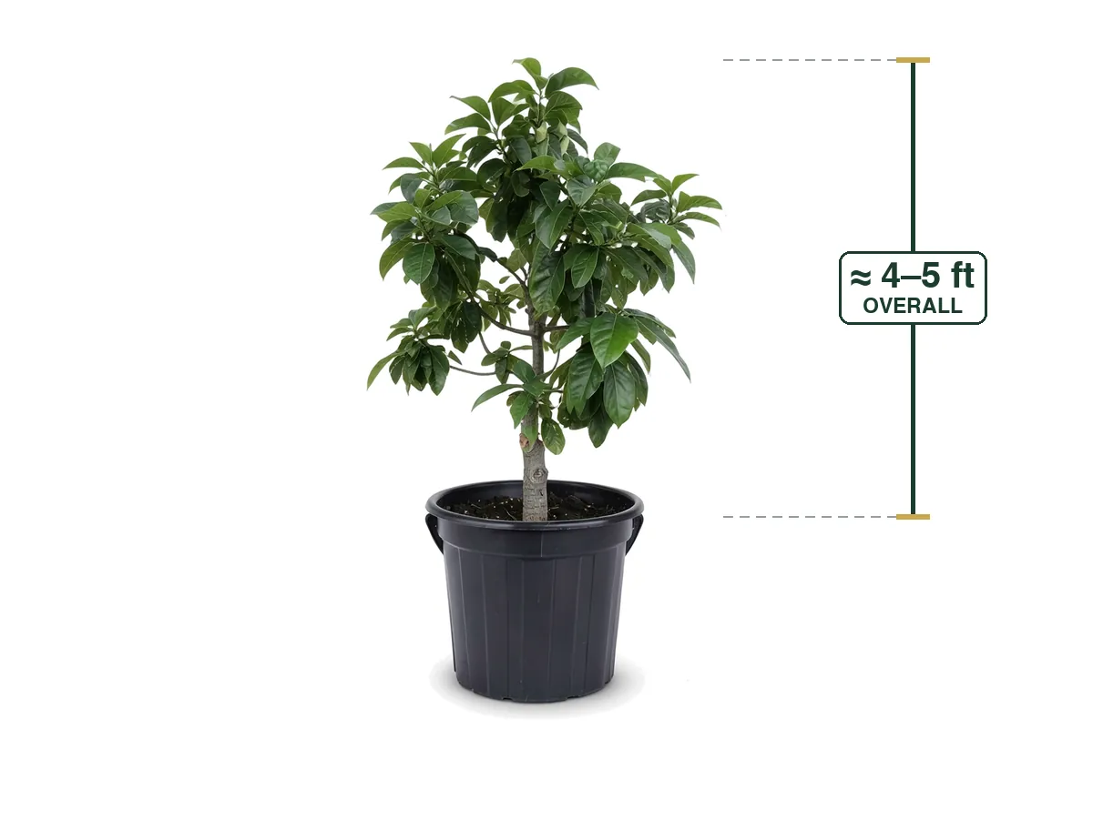 Avocado Tree