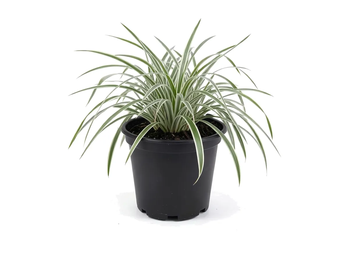 Liriope Azteca