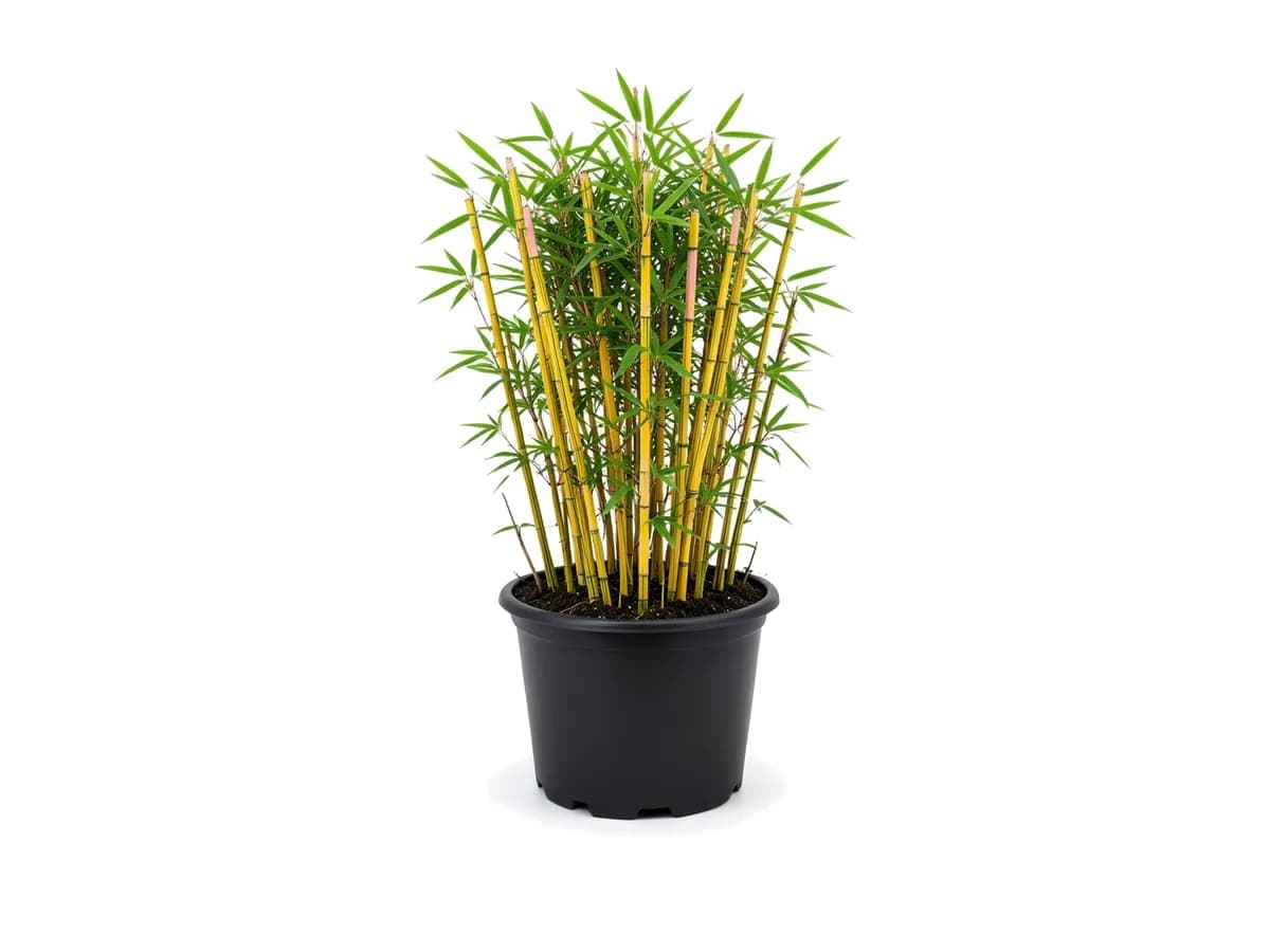 Bamboo Alphonse Karr