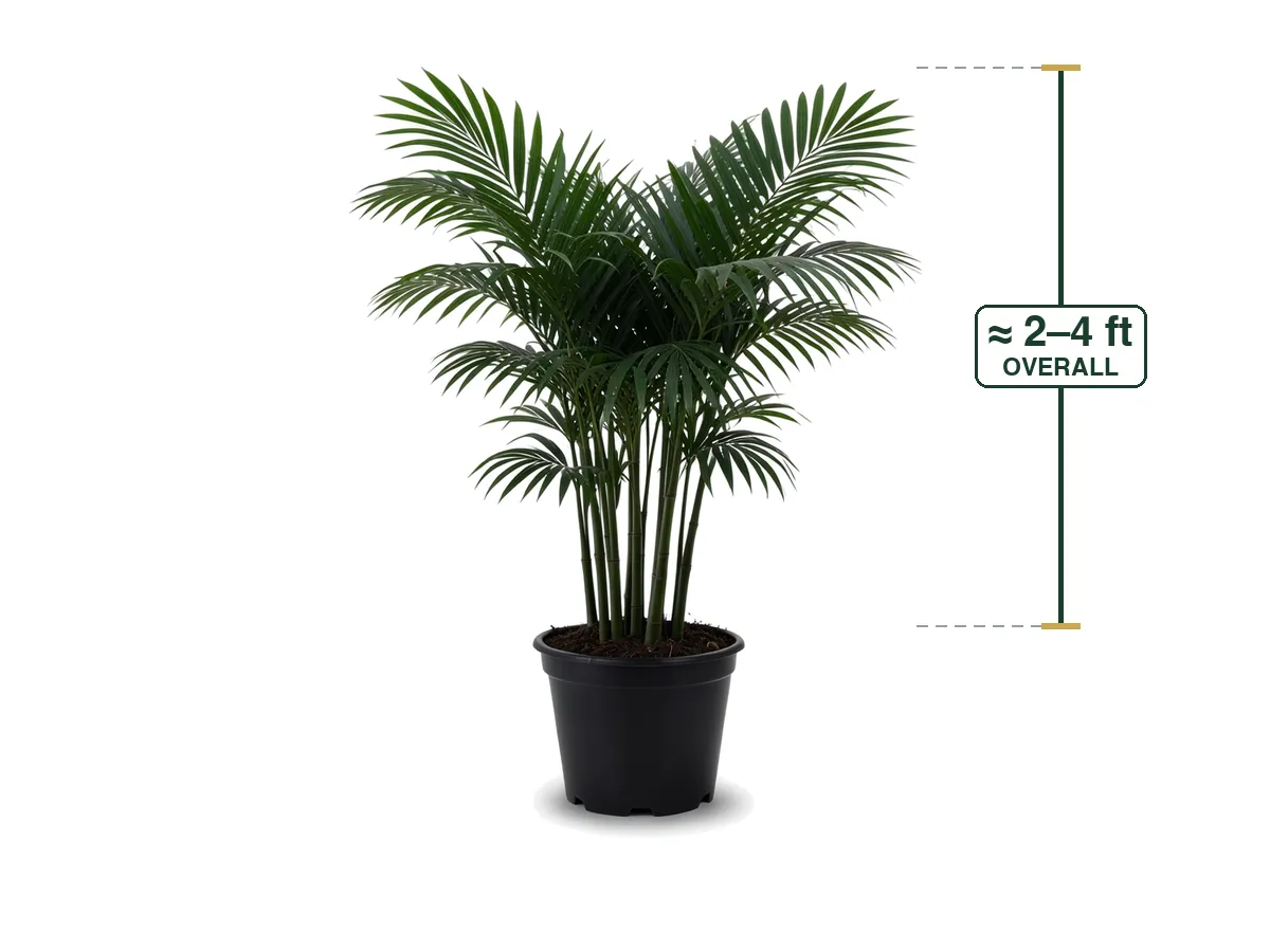 Bamboo Palm