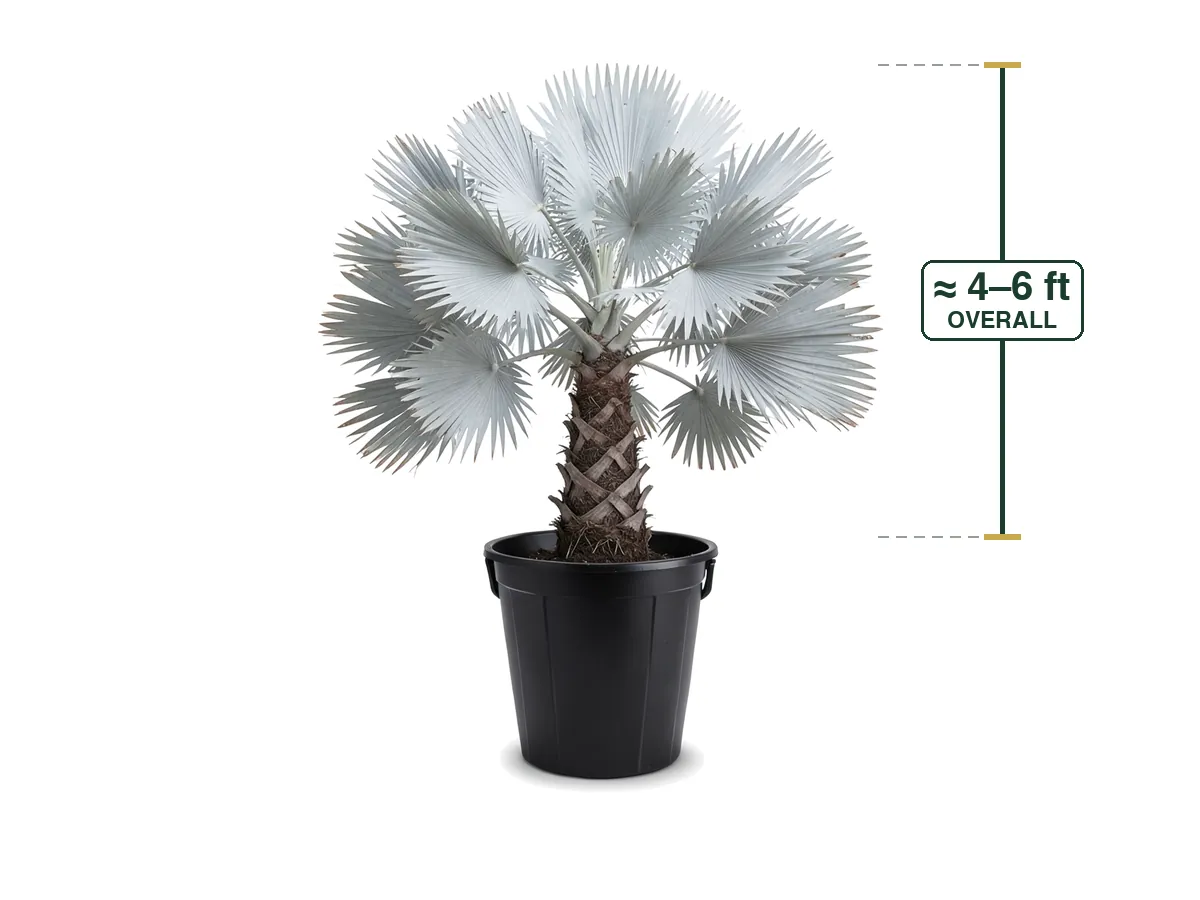 Bismarck Palm