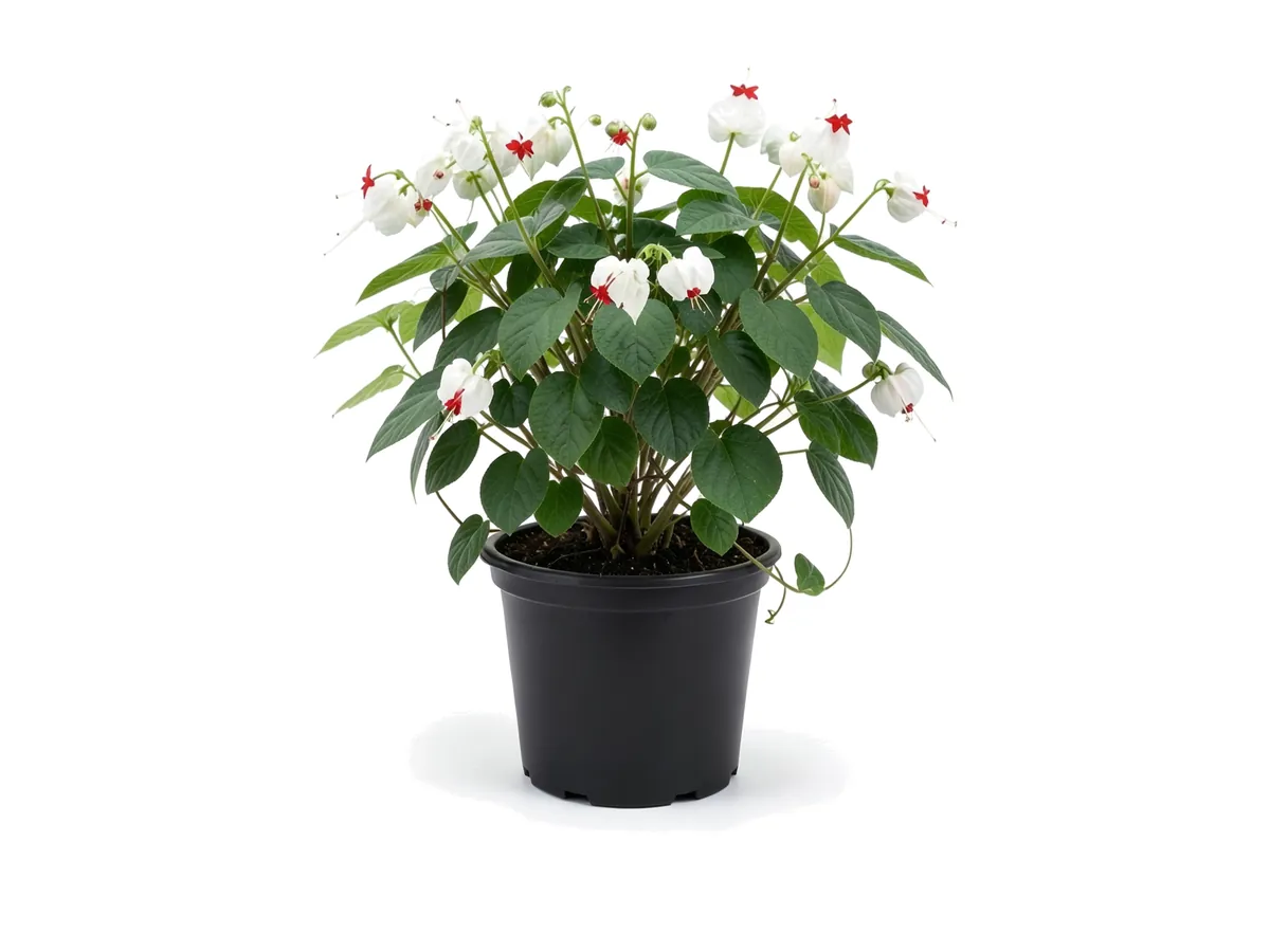 Bleeding Heart Vine