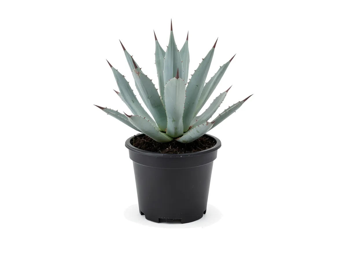 Blue Agave