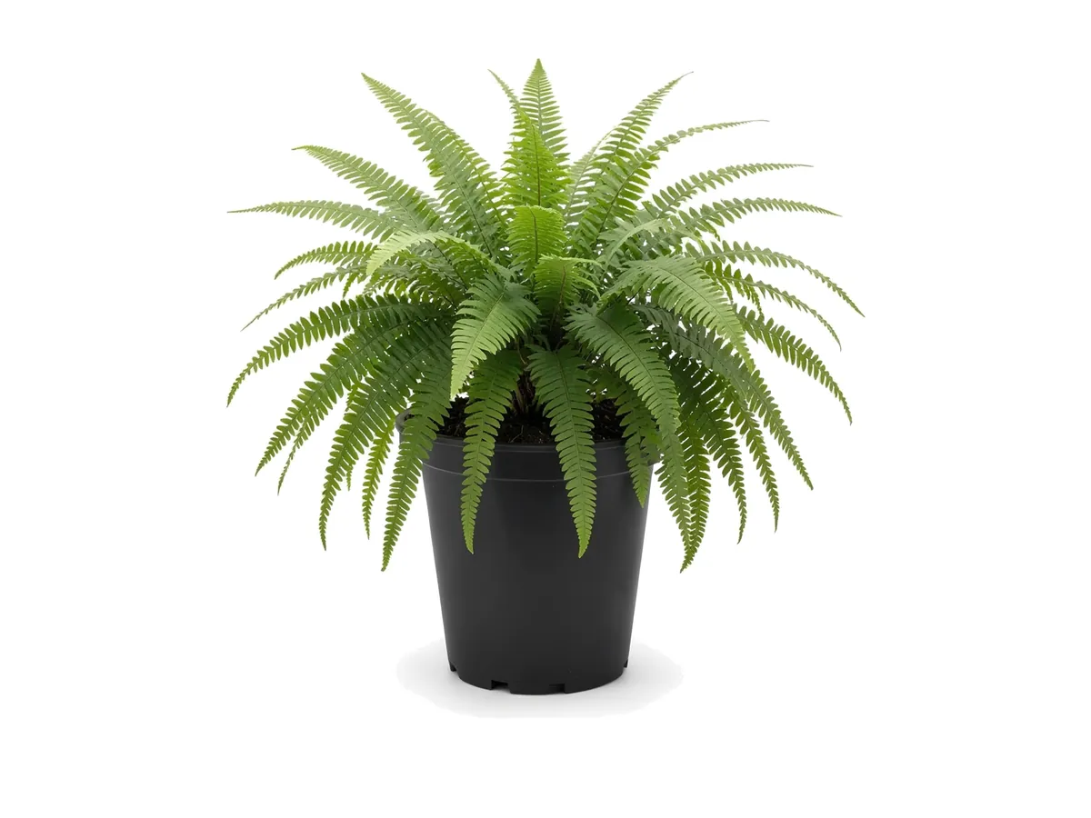 Boston Fern